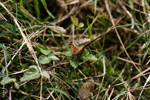 Small Copper (Lycaena phlaeas) butterfly resting on a bramble leaf near the ground photo
