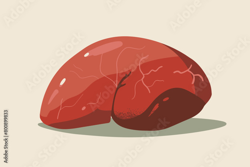 a simple flat illustration of an Liver, vector graphics
