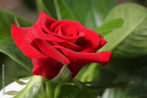 Rose Bud. A beautiful blooming red rose flower bud on the tree