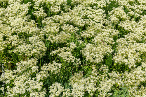 Lepidium or cardaria draba. Plants with white flowers of hoary cress. photo