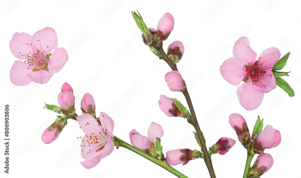 Fototapeta premium Peach flowers isolated on a white background