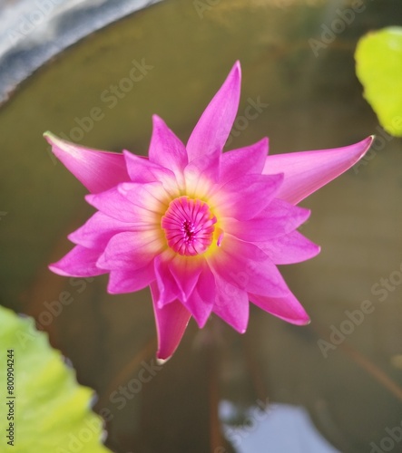 Pink Lotus