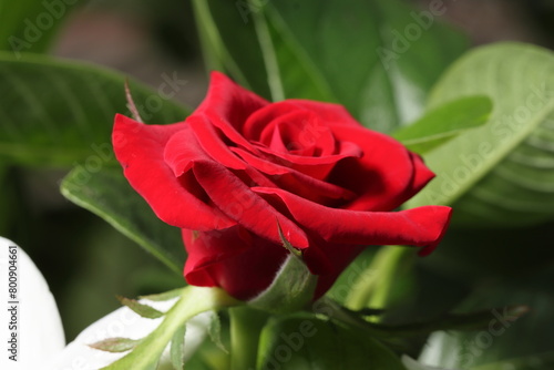 Rose Bud. A beautiful blooming red rose flower bud on the tree