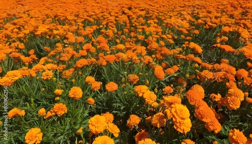 Butterflies Gathering Around A Field Of Marigolds