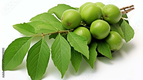 Green fruits of the Elaeagnus latifolia plant photo