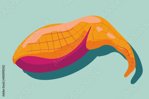 a simple flat illustration of an Pancreas, vector graphics