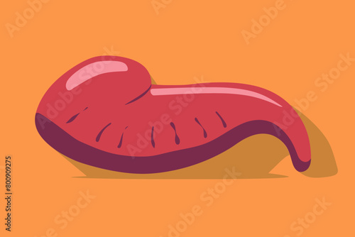 a simple flat illustration of an Pancreas, vector graphics