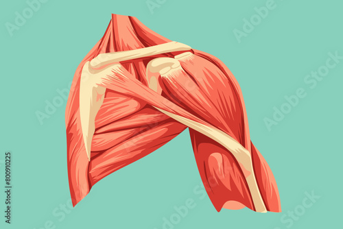 a simple flat illustration of an Shoulder, vector graphics