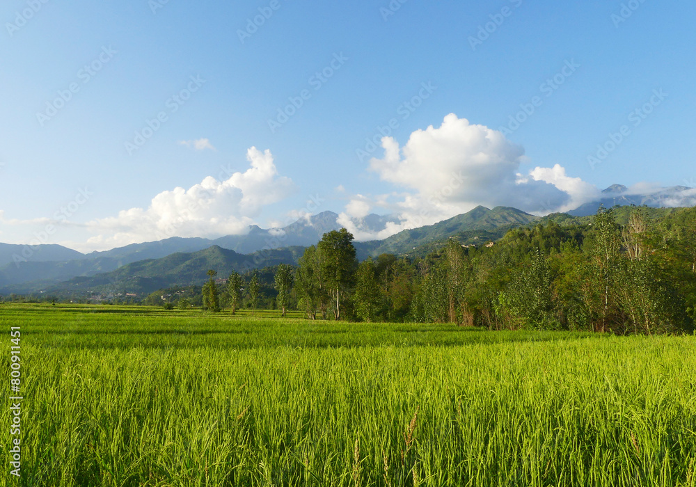 beautiful landscape of Pakistan, field of rice with distant mountains and sky. 