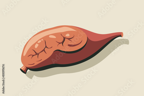 a simple flat illustration of an Spleen, vector graphics