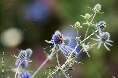 Blue eryngo or flat sea holly (Eryngium planum) flowers isolated on a natural green background photo
