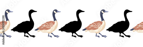 Canada goose. Seamless borders. Pattern of vintage style colored illustration and black silhouettes of  walking birds. Vector illustration of geese on a white background.