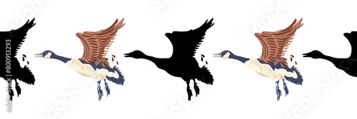 Canada goose. Seamless borders. Pattern of vintage style colored illustration and black silhouettes of birds. Vector illustration of flying geese on a white background.