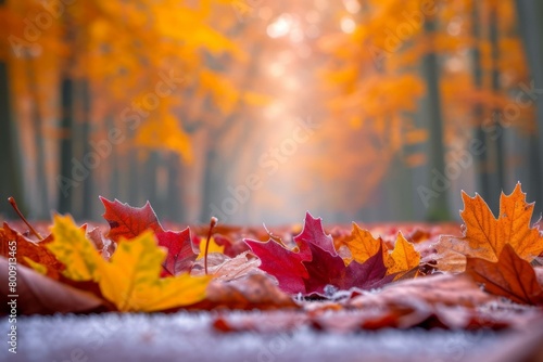 Close-up of fallen autumn leaves on the ground with a blurred background of trees