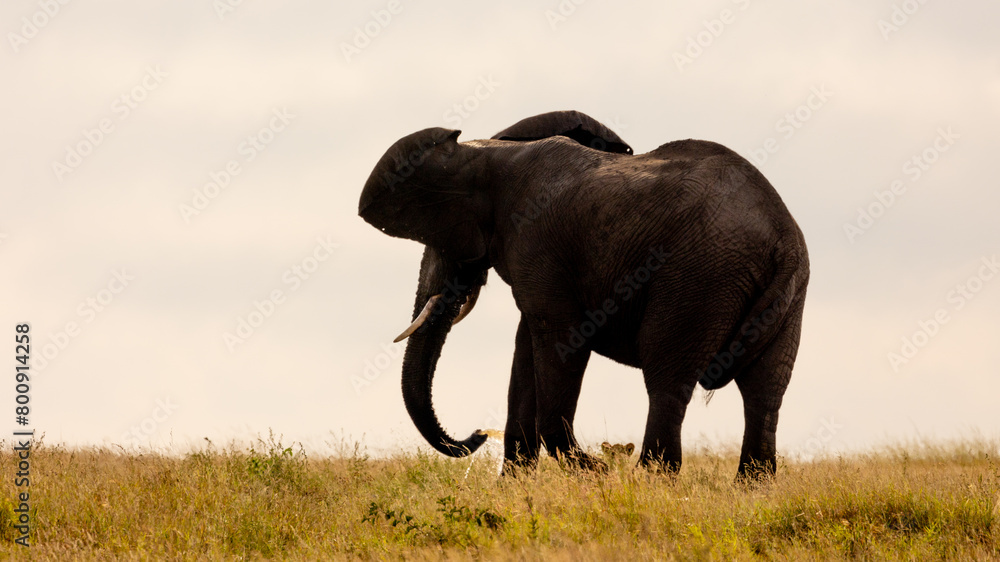 Fototapeta premium African elephant and lions at a waterhole