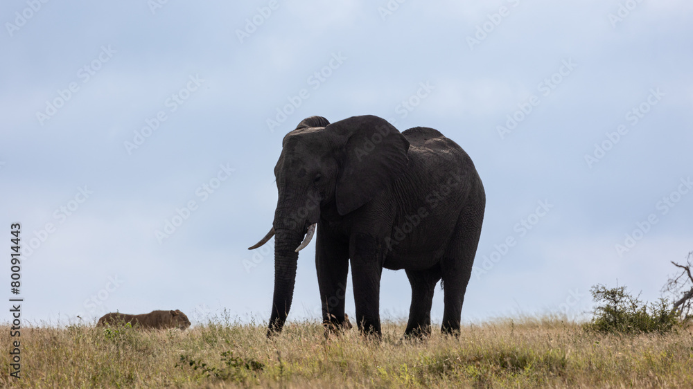 Obraz premium African elephant and lions at a waterhole