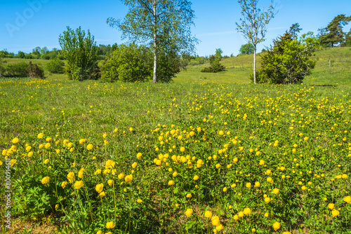 Flowering Globeflower on a sunny meadow