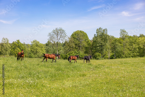 Group of horses walking on a summer meadow © Lars Johansson