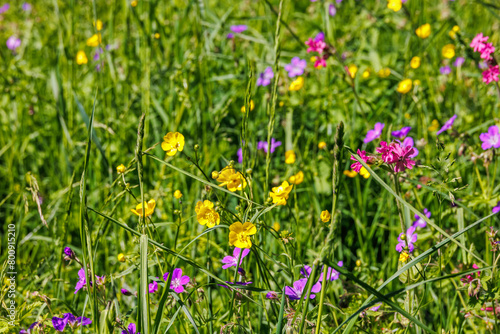 Meadow Buttercup and more wild flowers on a sunny summer meadow