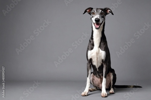 sit Greyhound dog with open mouth looking at camera, copy space. Studio shot.