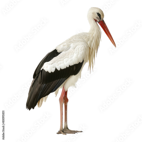 Stork isolated on transparent background
