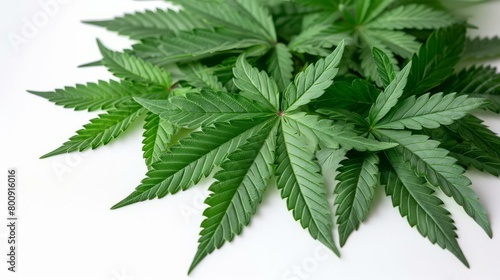 Close-up of cannabis leaves