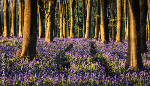 Bluebells carpet the forest floor during springtime within Kings Wood on the Kent Downs south east England UK photo