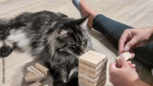 Maine coon cat playfully knocks over blocks as a person stacks them
