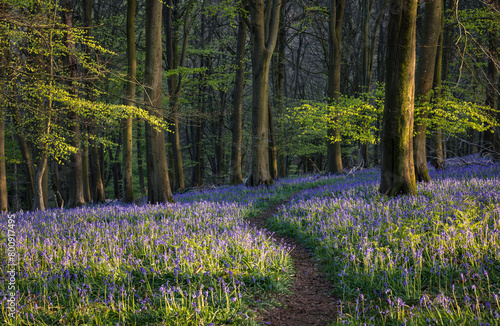Fototapeta Naklejka Na Ścianę i Meble -  Bluebells carpet the forest floor during springtime within Kings Wood on the Kent Downs south east England UK