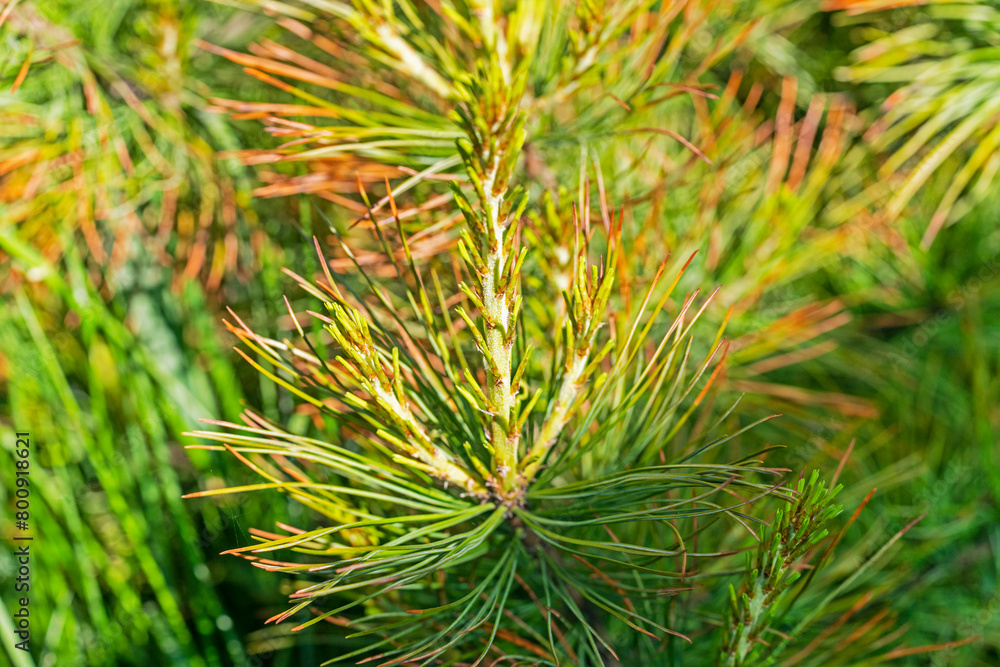 close-up of red cedar pine needles. Treatment and diseases of coniferous trees close-up of red cedar pine needles. Treatment and diseases of coniferous trees