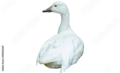 snow goose (Anser caerulescens) on Transparent background PNG  photo
