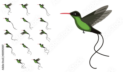 Bird Hummingbird Red-Billed Streamertail Flying Frame Animation Vector