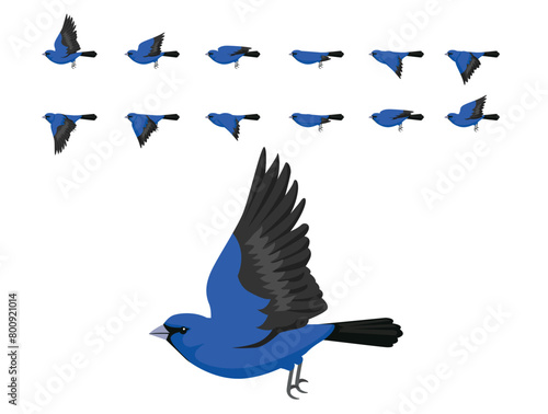 Bird Indigo Bunting Flying Animation Sequence Cartoon Vector © bullet_chained