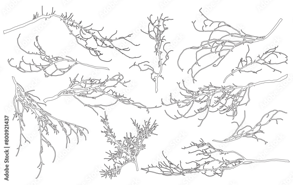 Set of contour bare branches of deciduous tree for architecture and landscape design. Vector illustration Set of contour bare branches of deciduous tree for architecture and landscape design. Vector illustration
