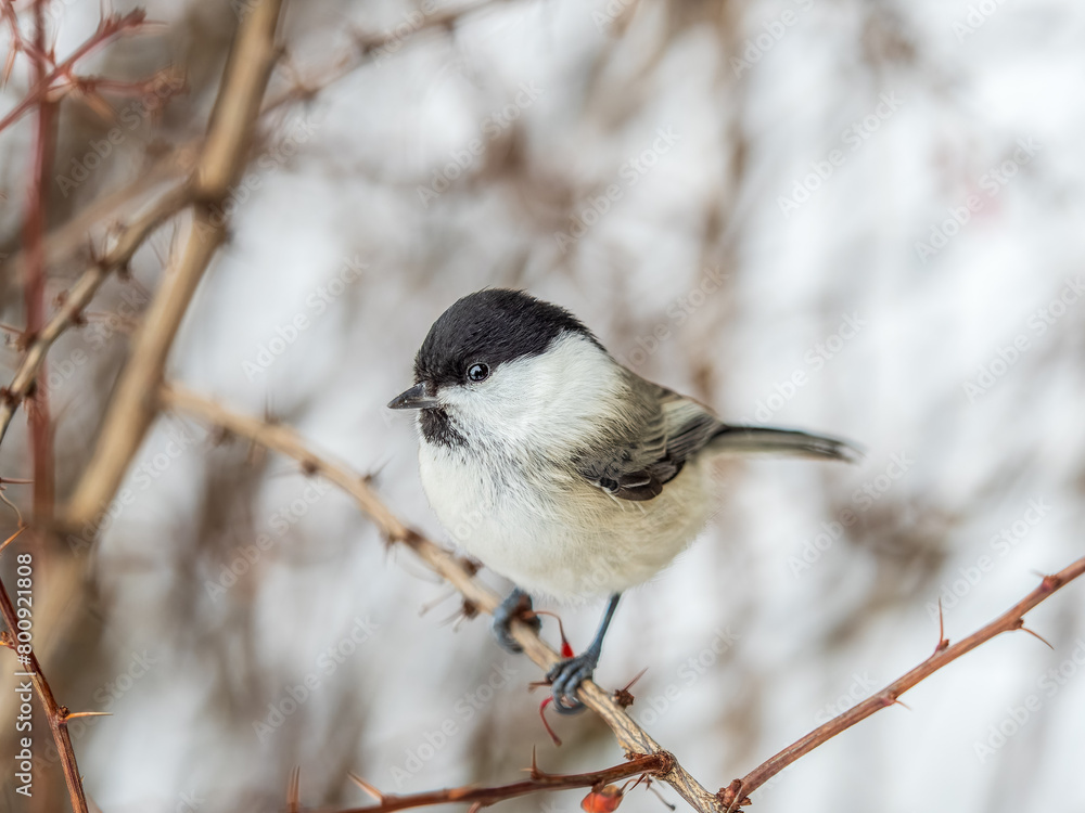 Cute bird the willow tit, song bird sitting on a branch without leaves in the winter. Cute bird the willow tit, song bird sitting on a branch without leaves in the winter.
