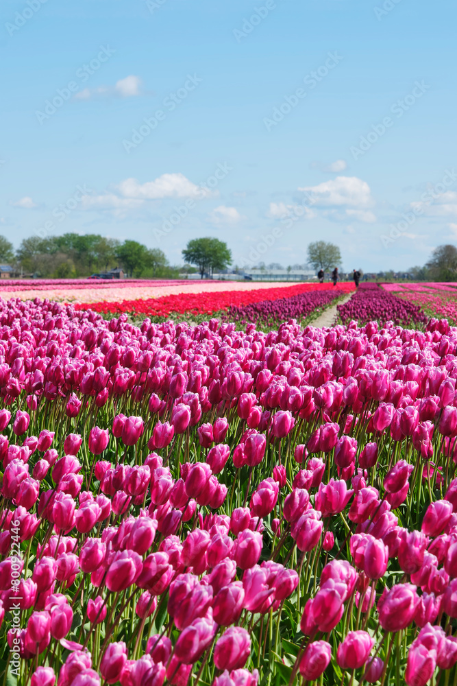 Large agricultural field with purple, pink and red tulips in blossom in rows in Friesland the Netherlands under a blue sky and blurred agricultural workers in the field in spring