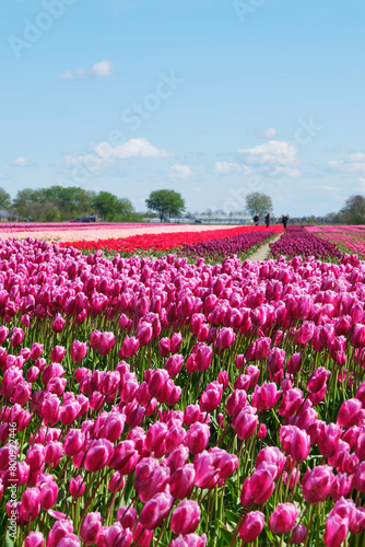 Large agricultural field with purple  pink and red tulips in blossom in rows in Friesland the Netherlands under a blue sky and blurred agricultural workers in the field in spring