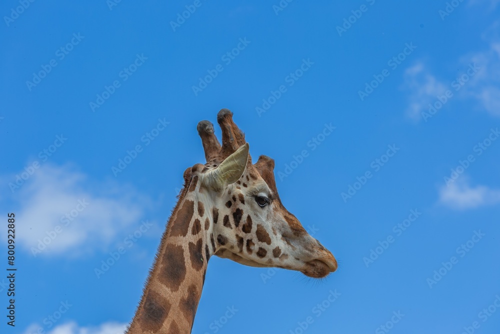 Une girafe la tête dans les nuages 