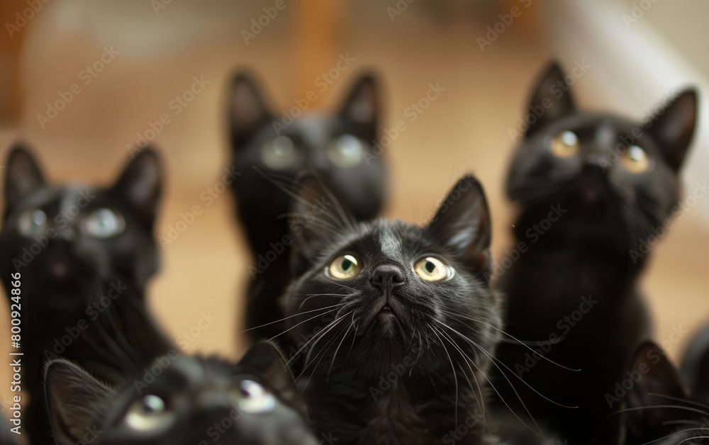 Group of Startled Onyx Cats Staring Up in Disbelief, Bundle of Startled Obsidian Felines Gazing Up in Disbelief