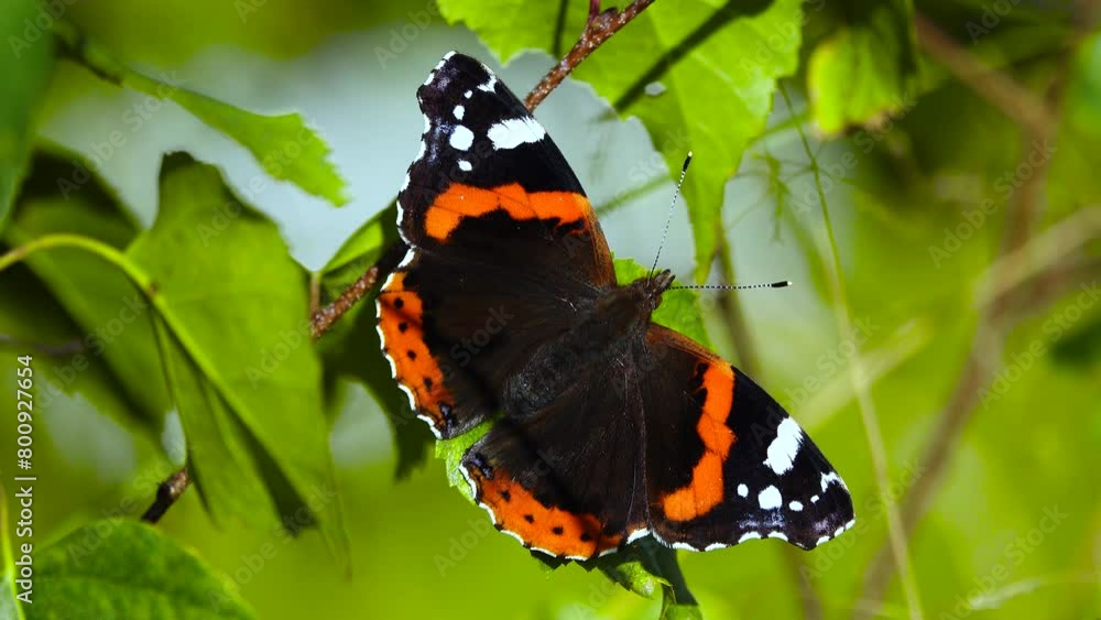 Vanessa atalanta butterfly dries its wings in the sun in autumn Vanessa atalanta butterfly dries its wings in the sun in autumn