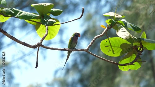 Colorful parrot perched gracefully on lush tree branch in tropical forest setting, showcasing wildlife habitat and bird watching opportunities. Natural wildlife and biodiversity. photo