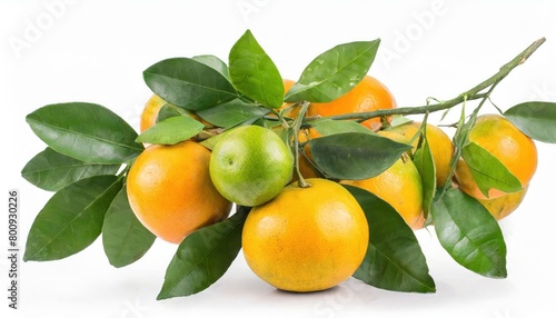 on white background. Bunch of orange with branch and leaves isolate