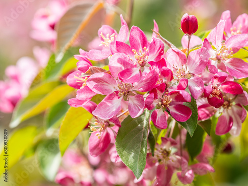 Fototapeta Naklejka Na Ścianę i Meble -  Fresh pink flowers of a blossoming apple tree with blured background