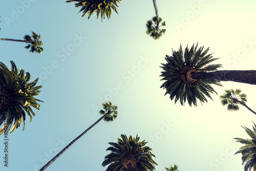 Φωτογραφία A perfect summer day and tall palms