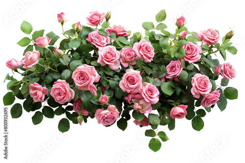 pink rose bush, on a transparent background