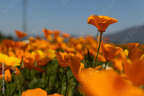 An orange California poppy goes towards the sky photo
