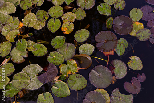 of water lily leaves in a pond