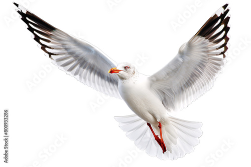 a white bird with red beak and wings