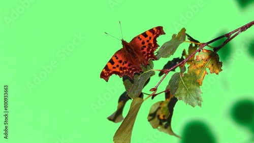 Aglais urticae butterfly dries its wings in the sun in autumn, on a green screen photo