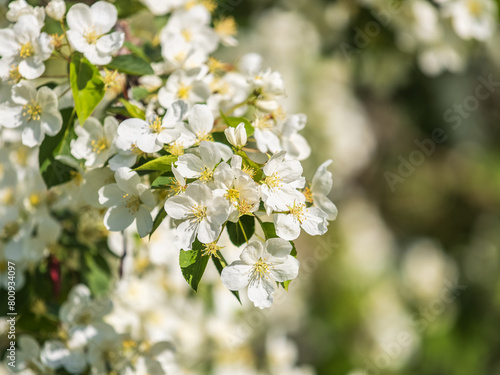 White blossoming apple trees in the sunset light. Spring season, spring colors.